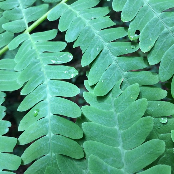 Meet your Posher, Megane - Picture 1 of 1